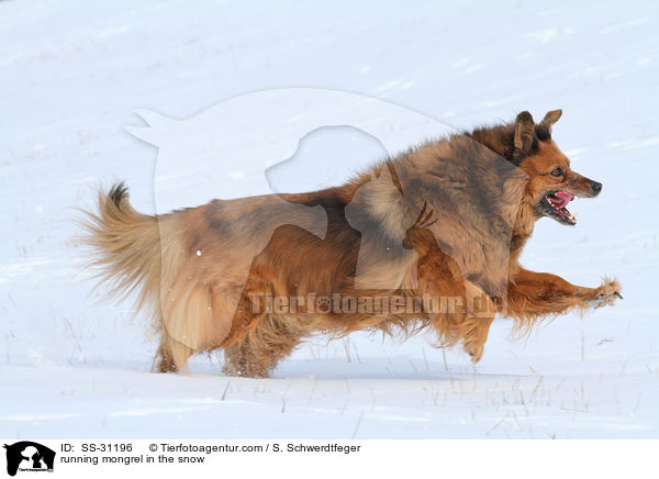 rennender Spitz-Mix im Schnee / running mongrel in the snow / SS-31196