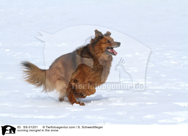 rennender Spitz-Mix im Schnee / running mongrel in the snow / SS-31201