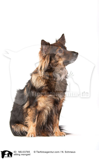 sitzender Terrier-Mix / sitting mongrel / NS-03785