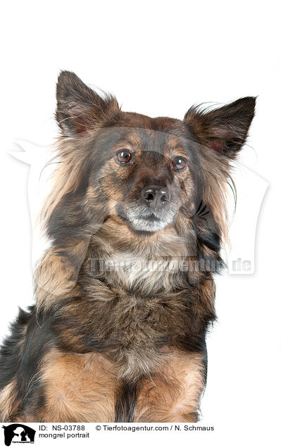 Terrier-Mix Portrait / mongrel portrait / NS-03788