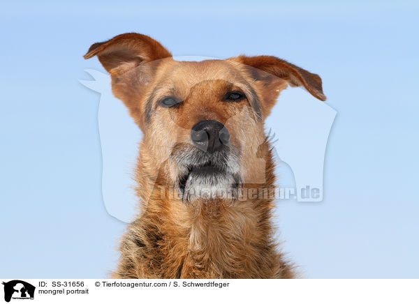 Airedale-Schferhund-Mix Portrait / mongrel portrait / SS-31656