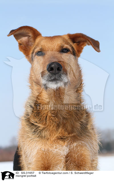 Airedale-Schferhund-Mix Portrait / mongrel portrait / SS-31657