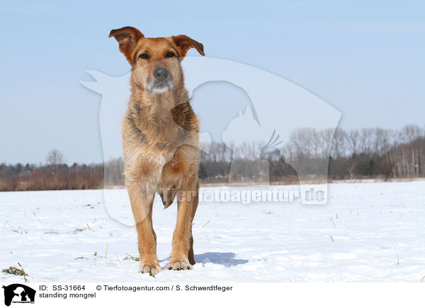 stehender Airedale-Schferhund-Mix / standing mongrel / SS-31664