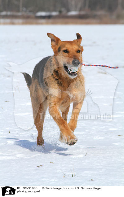 spielender Airedale-Schferhund-Mix / playing mongrel / SS-31665