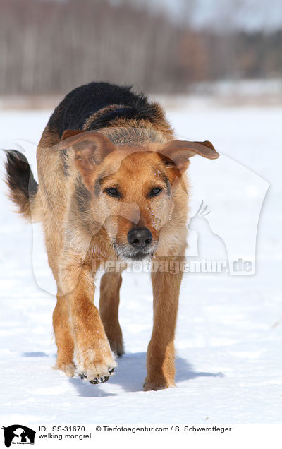 laufender Airedale-Schferhund-Mix / walking mongrel / SS-31670