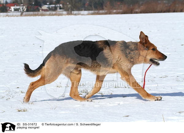 spielender Airedale-Schferhund-Mix / playing mongrel / SS-31672