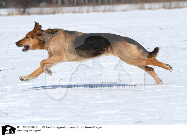 rennender Airedale-Schferhund-Mix / running mongrel / SS-31676