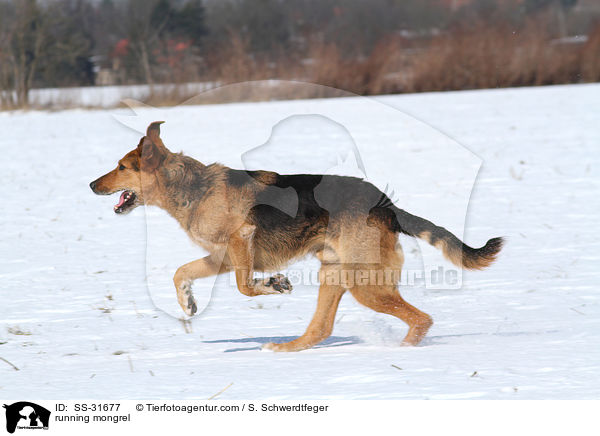 rennender Airedale-Schferhund-Mix / running mongrel / SS-31677