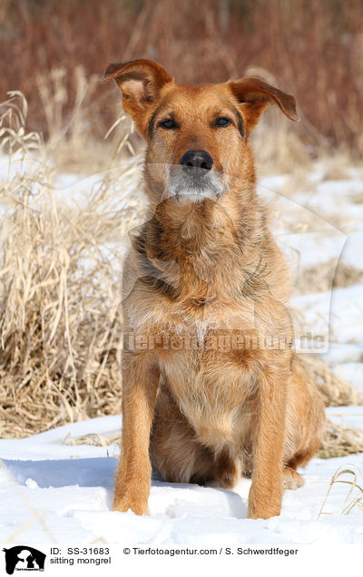 sitzender Airedale-Schferhund-Mix / sitting mongrel / SS-31683