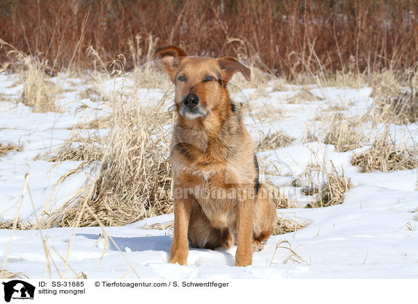 sitzender Airedale-Schferhund-Mix / sitting mongrel / SS-31685