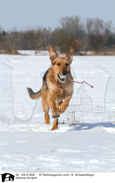 spielender Airedale-Schferhund-Mix / playing mongrel / SS-31688