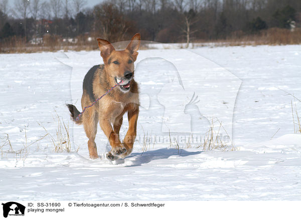 spielender Airedale-Schferhund-Mix / playing mongrel / SS-31690