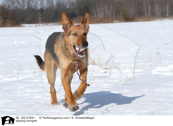 spielender Airedale-Schferhund-Mix / playing mongrel / SS-31691