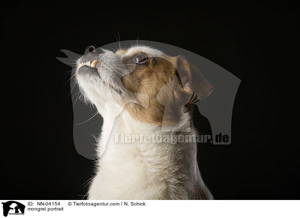 Jack-Russell-Mix Portrait / mongrel portrait / NN-04154