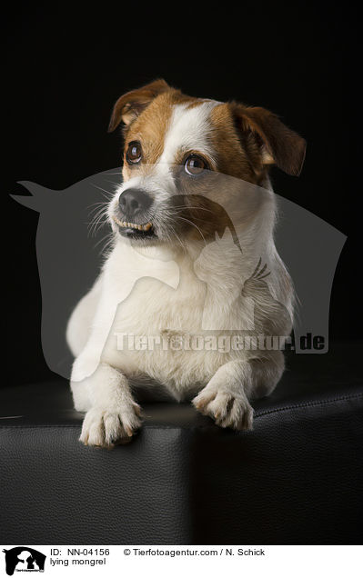 liegender Jack-Russell-Mix / lying mongrel / NN-04156