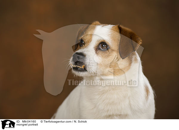 Jack-Russell-Mix Portrait / mongrel portrait / NN-04160