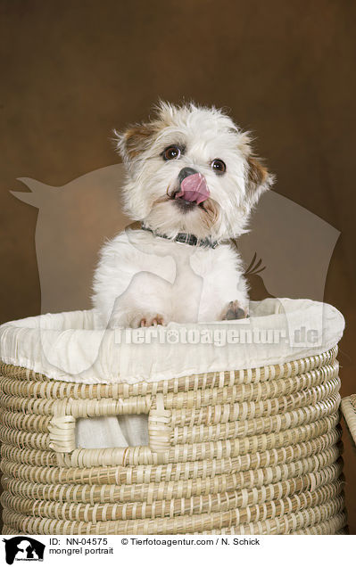 Jack-Russell-Mix Portrait / mongrel portrait / NN-04575