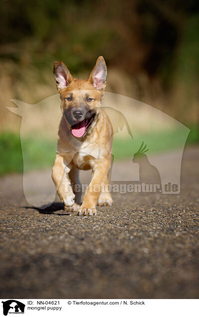 Malinois-Schferhund-Mix Welpe / mongrel puppy / NN-04621