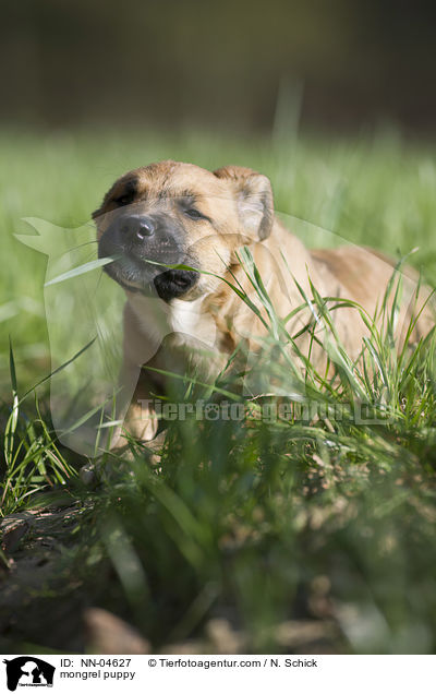 Malinois-Schferhund-Mix Welpe / mongrel puppy / NN-04627