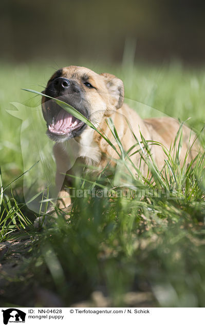 Malinois-Schferhund-Mix Welpe / mongrel puppy / NN-04628