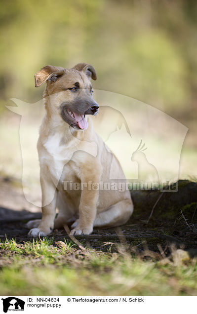 Malinois-Schferhund-Mix Welpe / mongrel puppy / NN-04634