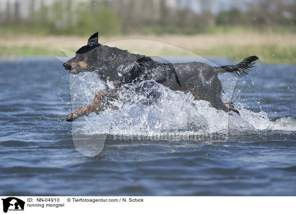 rennender Rottweiler-Mix / running mongrel / NN-04910