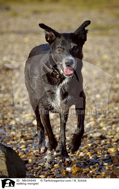 laufender Schferhund-Labrador-Mix / walking mongrel / NN-04949