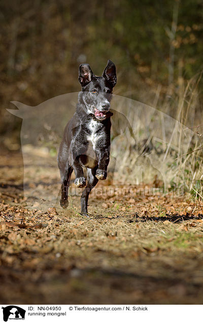 rennender Schferhund-Labrador-Mix / running mongrel / NN-04950