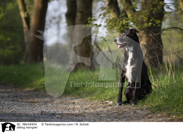 sitzender Schferhund-Labrador-Mix / sitting mongrel / NN-04954