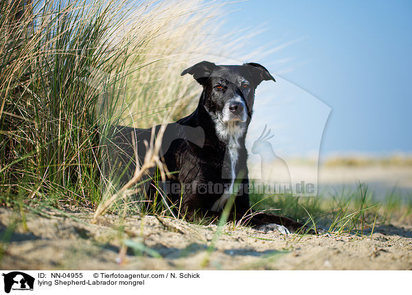 liegender Schferhund-Labrador-Mix / lying Shepherd-Labrador mongrel / NN-04955