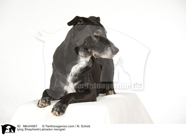 liegender Schferhund-Labrador-Mix / lying Shepherd-Labrador mongrel / NN-04967