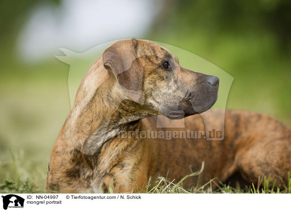 Boxer-Vizsla-Mix Portrait / mongrel portrait / NN-04997