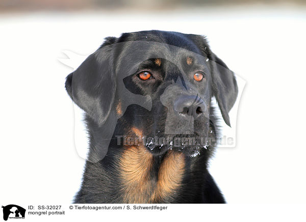 Hovawart-Schferhund-Mix Portrait / mongrel portrait / SS-32027