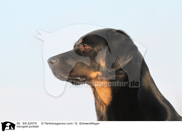 Hovawart-Schferhund-Mix Portrait / mongrel portrait / SS-32079