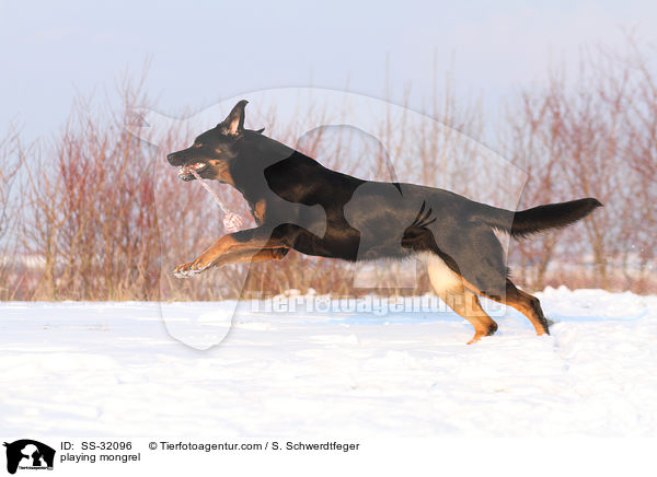 spielender Hovawart-Schferhund-Mix / playing mongrel / SS-32096