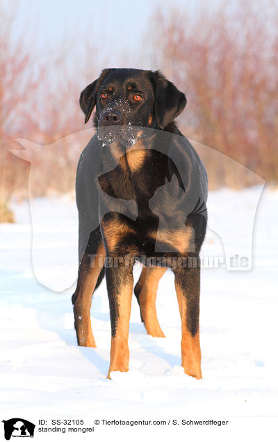 stehender Hovawart-Schferhund-Mix / standing mongrel / SS-32105