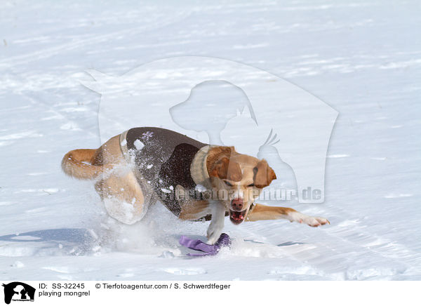 spielender Podenco-Mix / playing mongrel / SS-32245