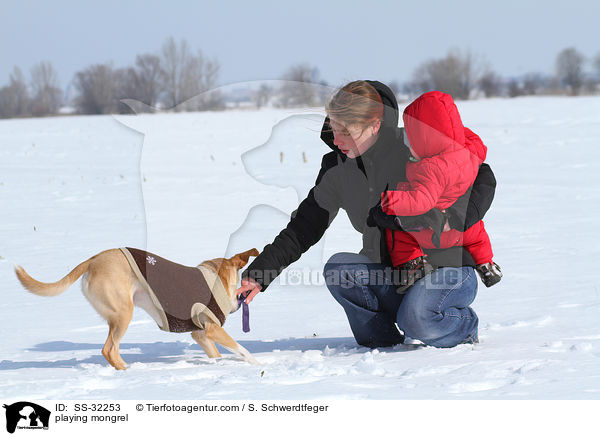 spielender Podenco-Mix / playing mongrel / SS-32253