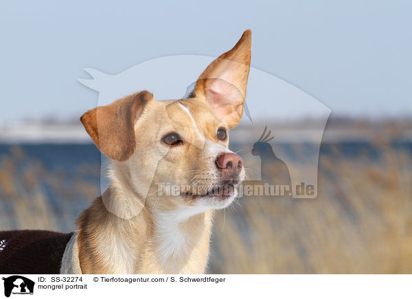 Podenco-Mix Portrait / mongrel portrait / SS-32274