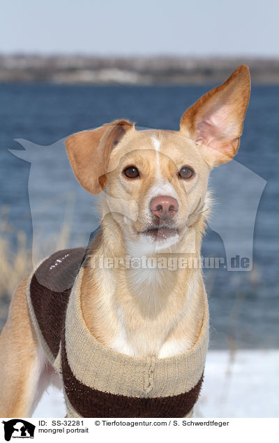 Podenco-Mix Portrait / mongrel portrait / SS-32281