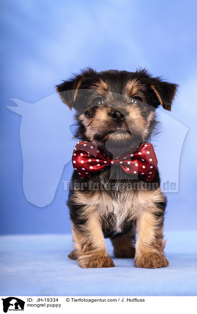 Yorkshire-Malteser-Mix Welpe / mongrel puppy / JH-19334