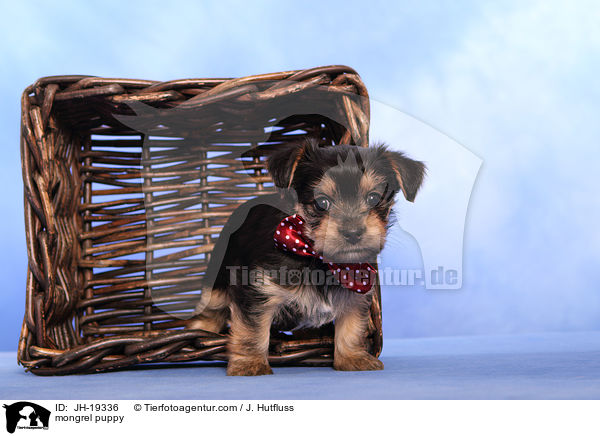 Yorkshire-Malteser-Mix Welpe / mongrel puppy / JH-19336