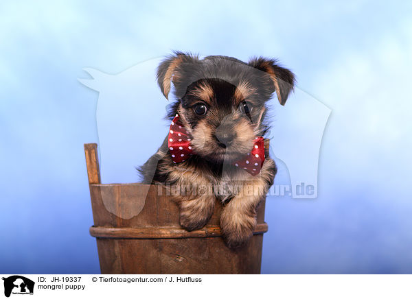 Yorkshire-Malteser-Mix Welpe / mongrel puppy / JH-19337