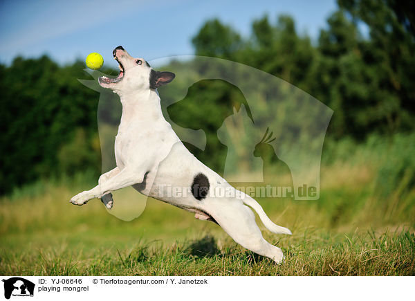 spielender Bullterrier-Mix / playing mongrel / YJ-06646