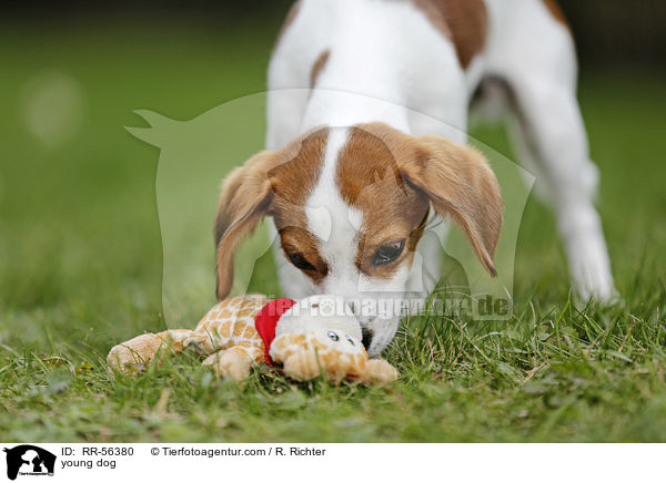 junger Hund / young dog / RR-56380