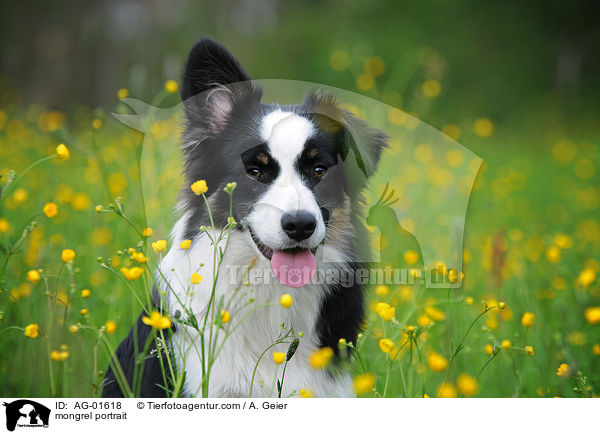 Australian-Shepherd-Border-Collie-Mix Portrait / mongrel portrait / AG-01618