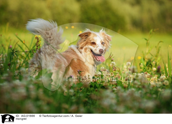 Australian-Shepherd-Mix / mongrel / AG-01666