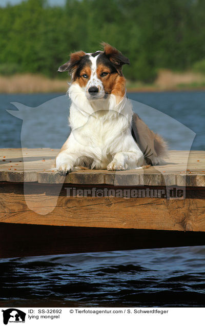 liegender Australian-Shepherd-Border-Collie-Mix / lying mongrel / SS-32692