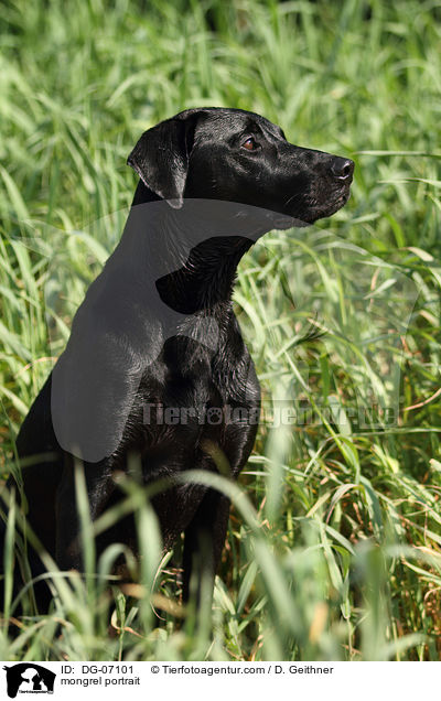 Labrador-Mix Portrait / mongrel portrait / DG-07101