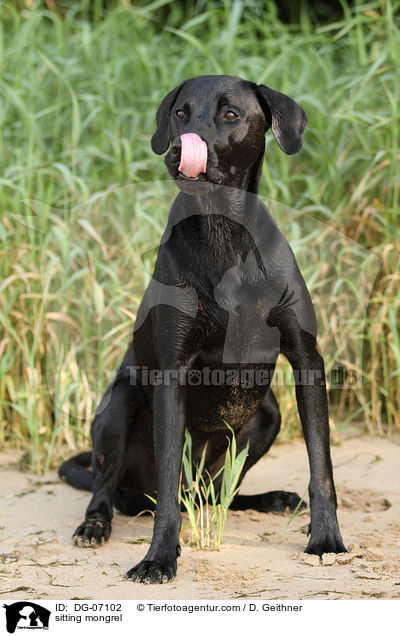 sitzender Labrador-Mix / sitting mongrel / DG-07102